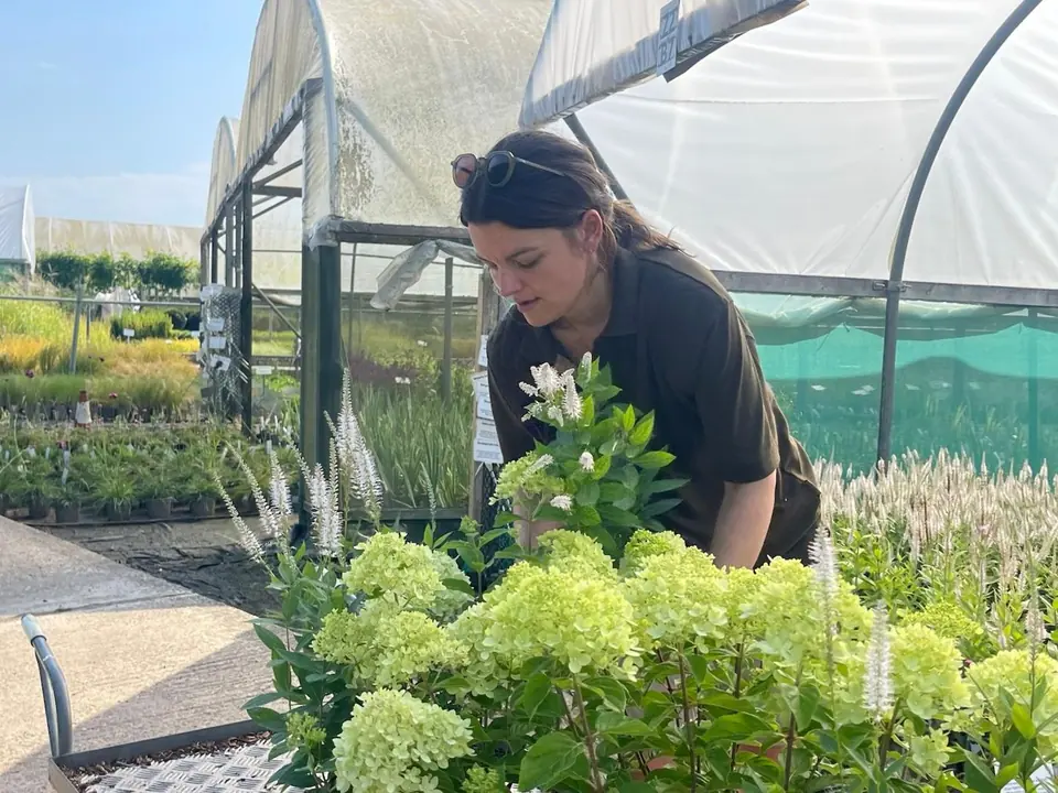 Hetty choosing hydrangeas in a nursery polytunnel