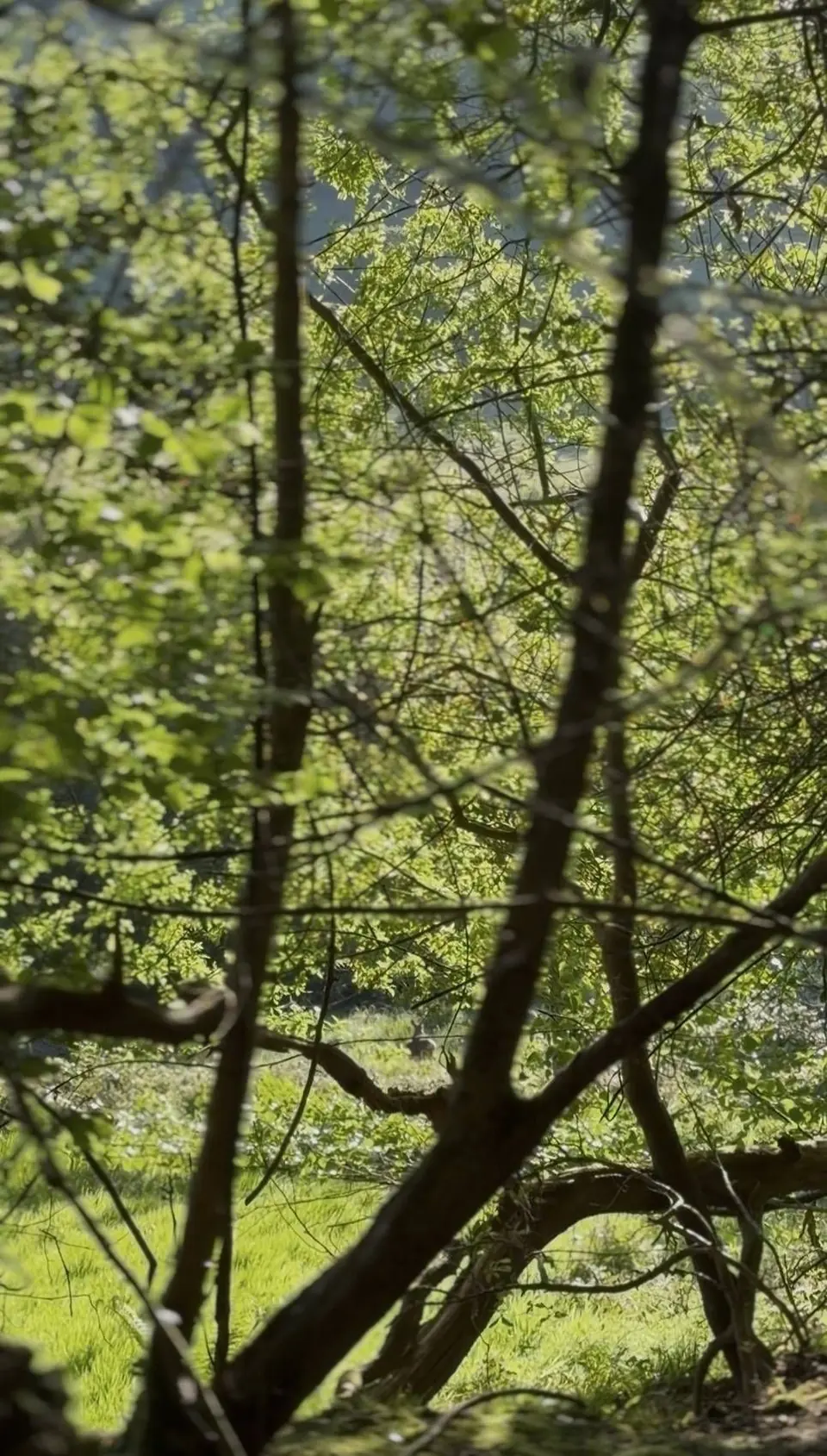New spring leaves in the woods at Knapp