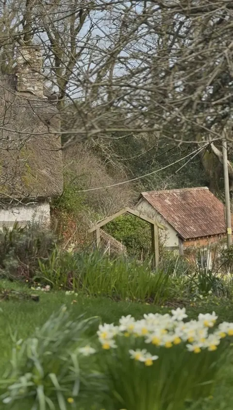 Daffodils by the outbuildings at Knapp Cottage