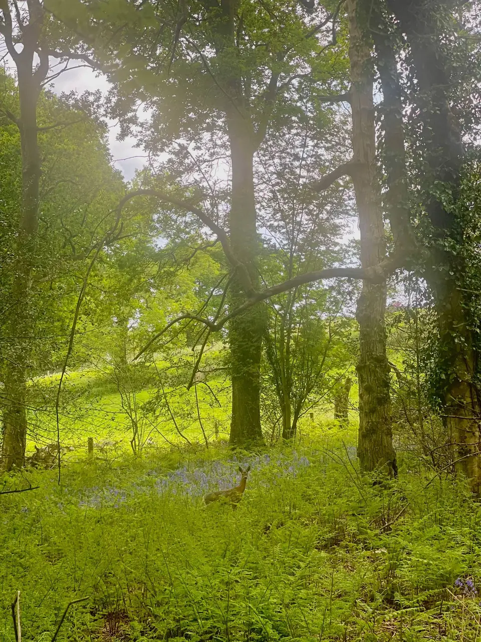 A deer among the trees at Knapp Woods