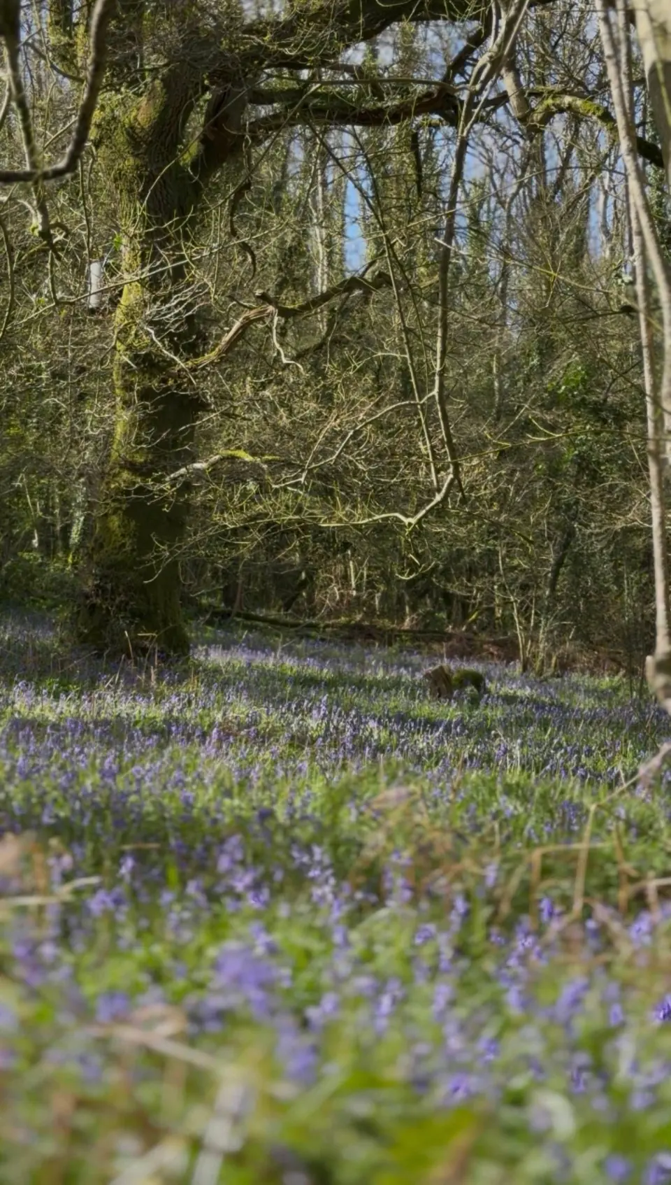 Bluebells under the trees at Knapp Woods